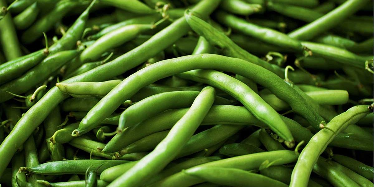 haricot vert