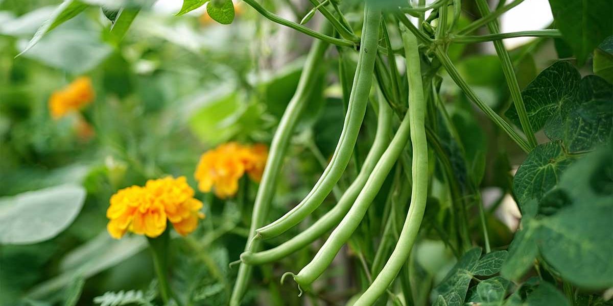 haricots verts