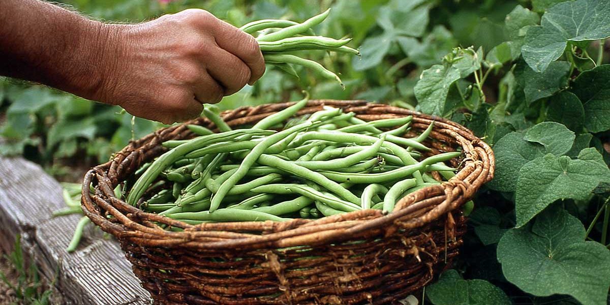En août, je cueille mes haricots verts tous les 2 jours… et la récolte dure un mois de plus