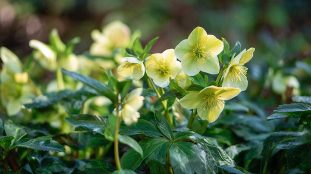hellebore corse