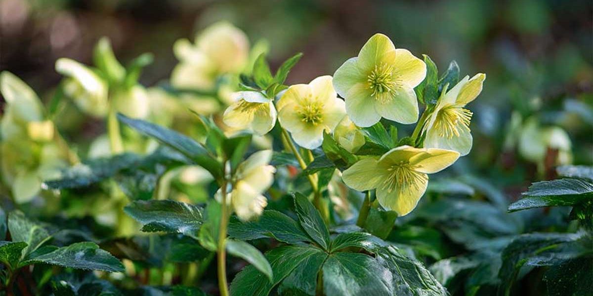 hellebore corse