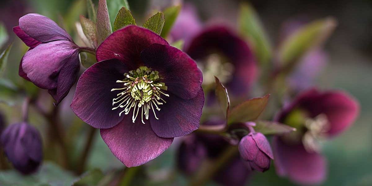 hellebores