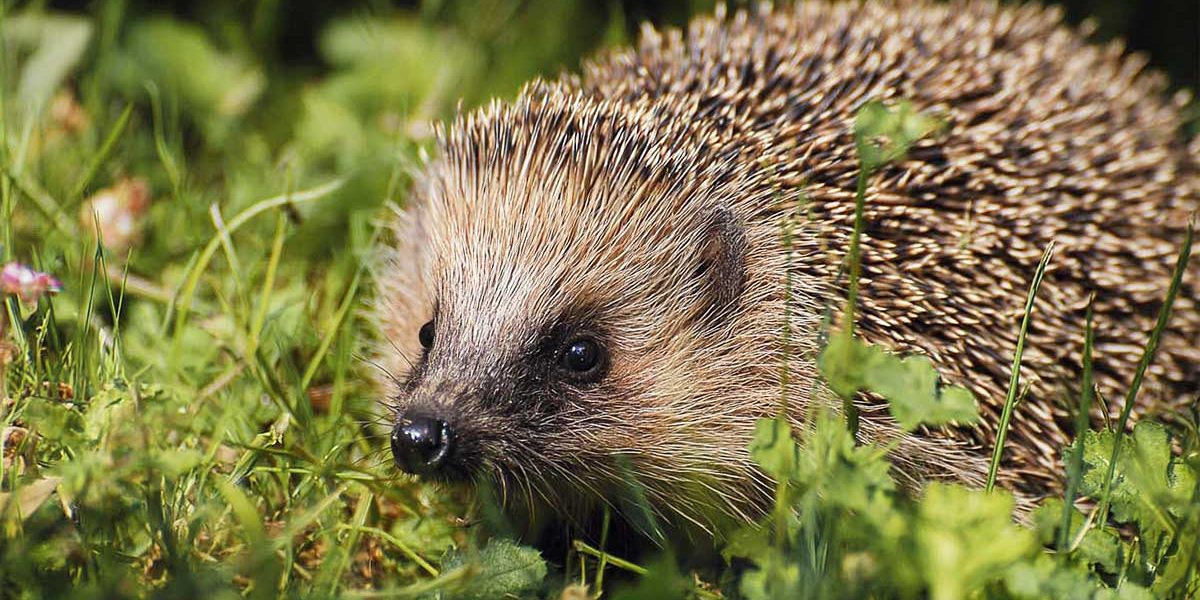 herisson