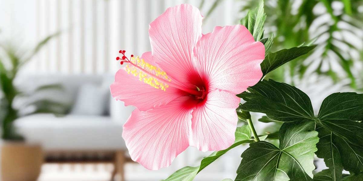 hibiscus