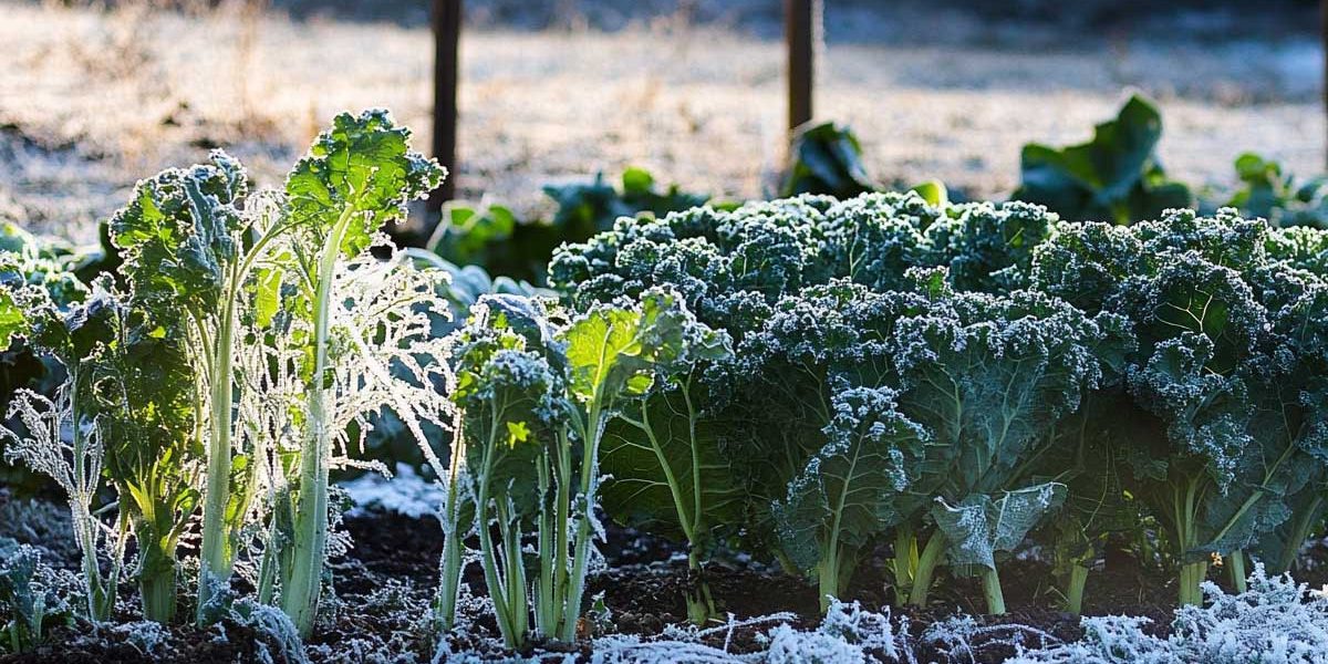 astuce hiver potager