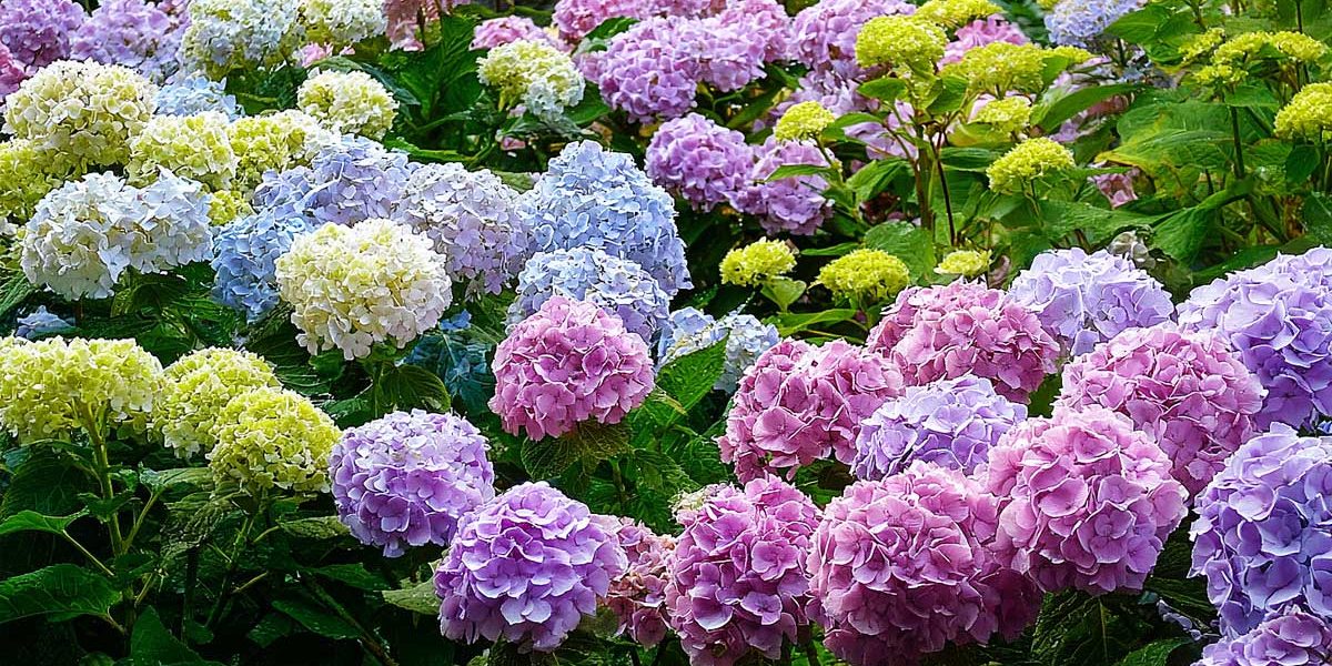 hortensia