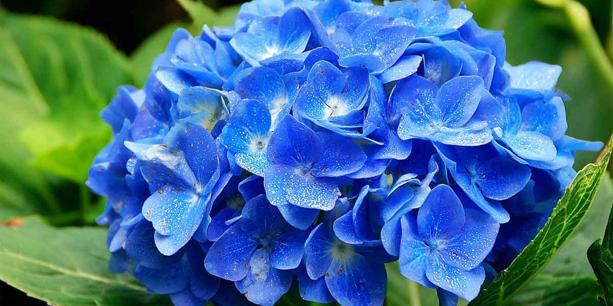 hortensia bleu