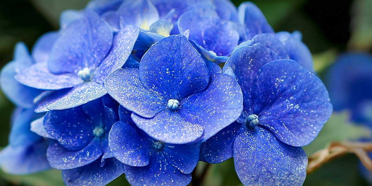 hortensia bleu