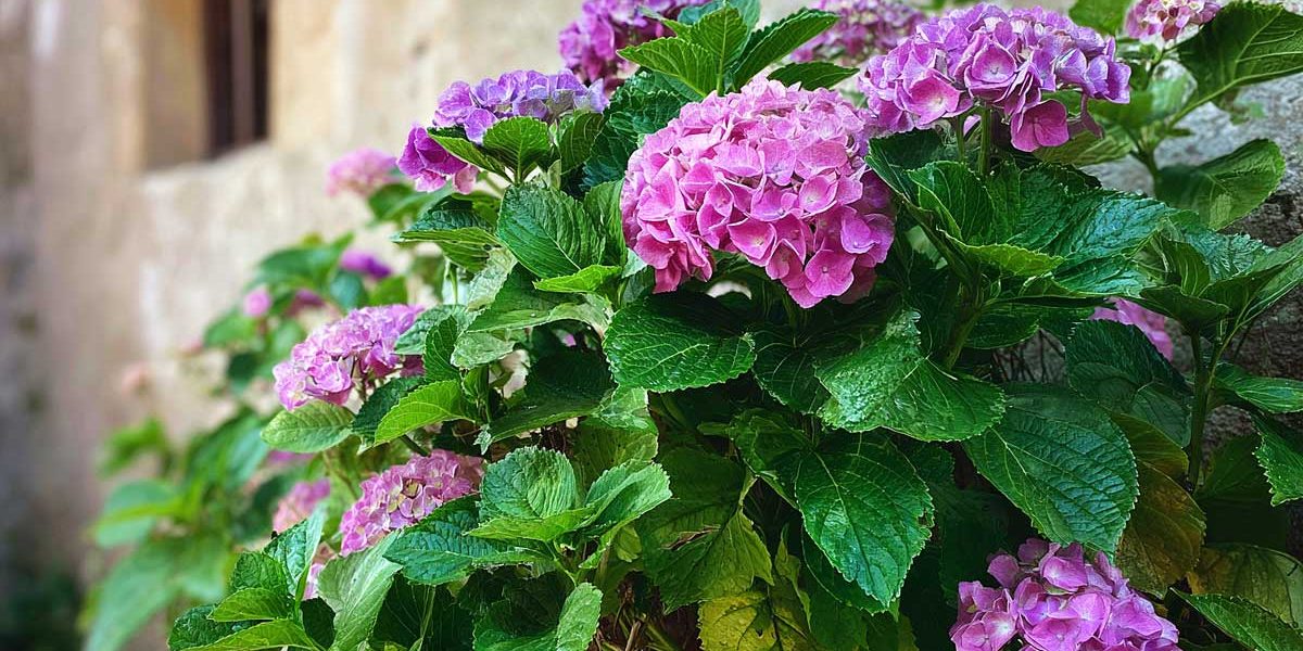 hortensia cour