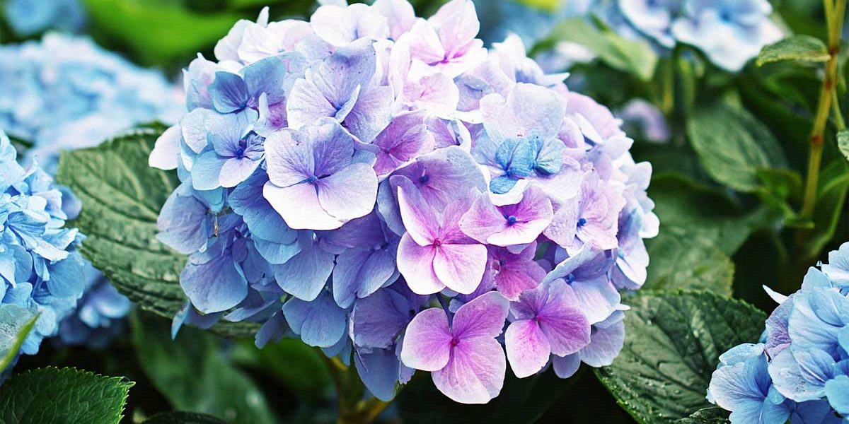 hortensia décoloré