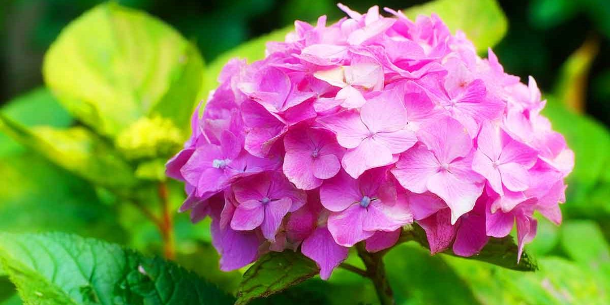 hortensia fleuri