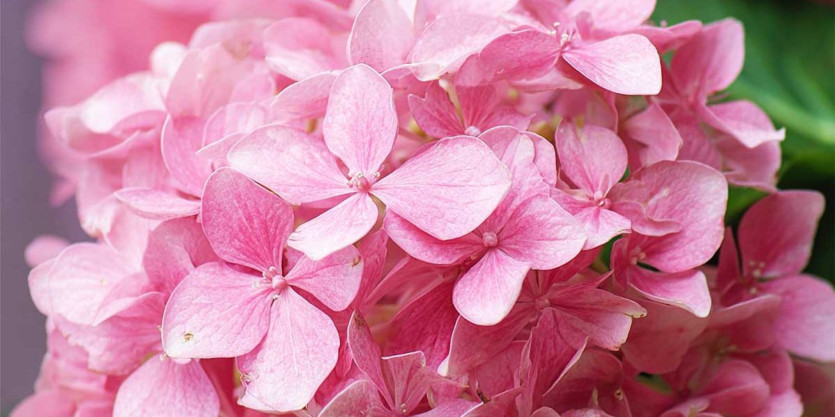 hortensia nain