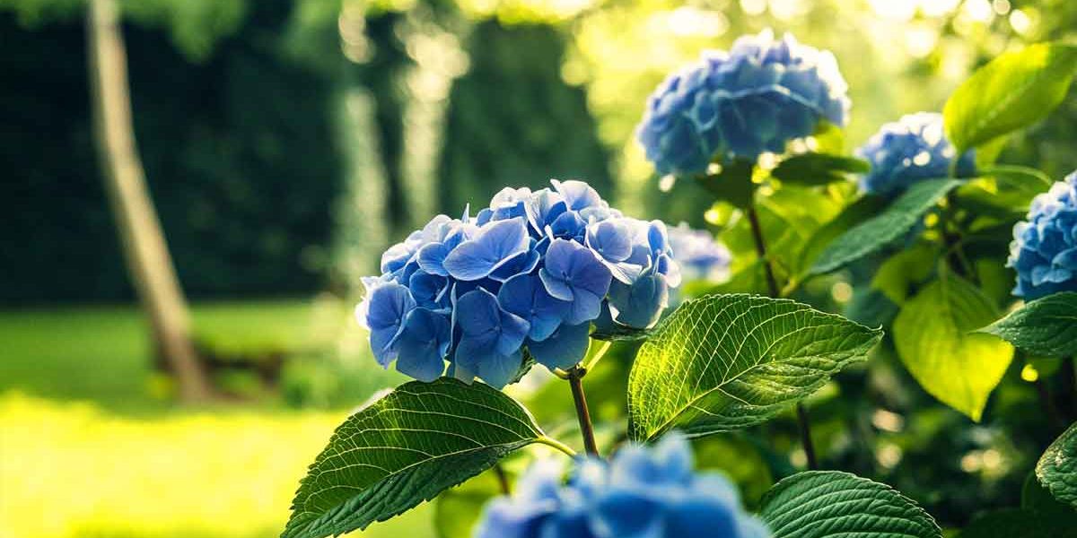 hortensia