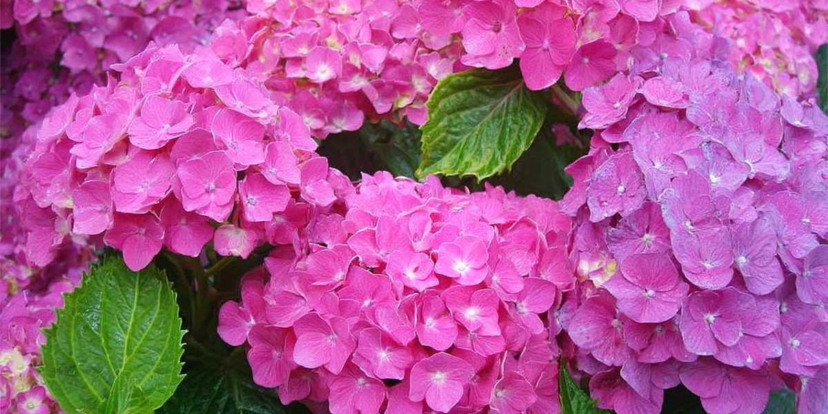 hortensia