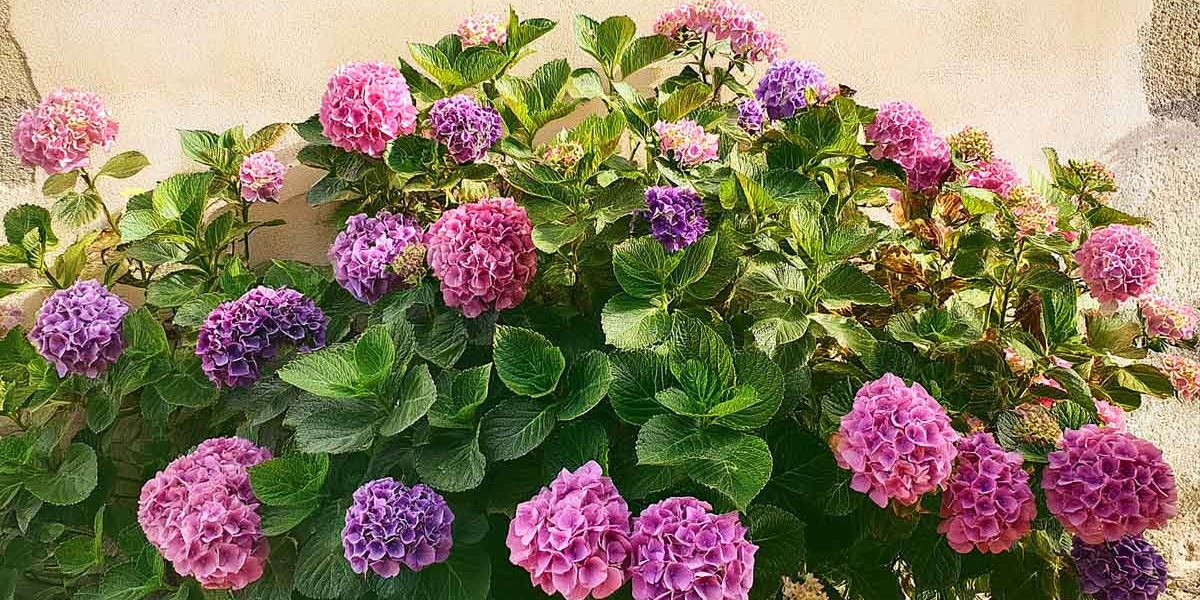 hortensia rose