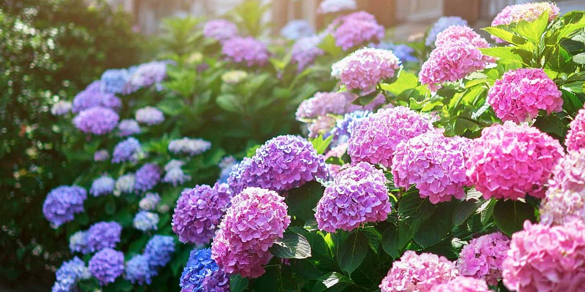 hortensia soleil