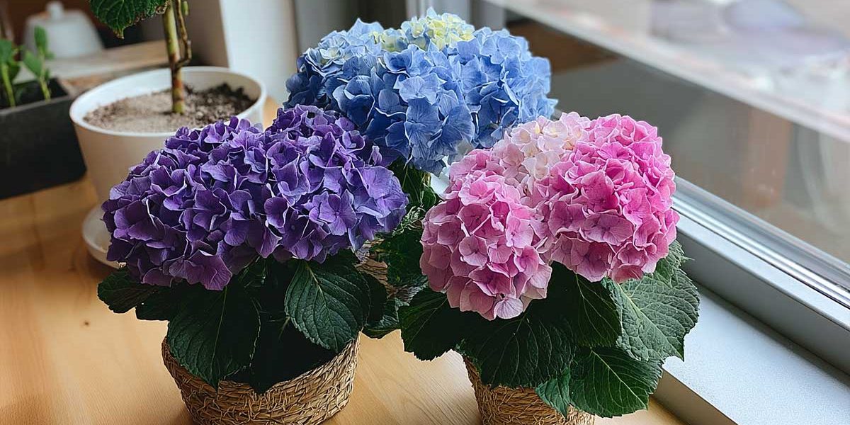 hortensias