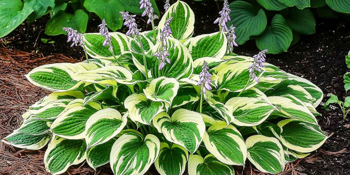 hosta