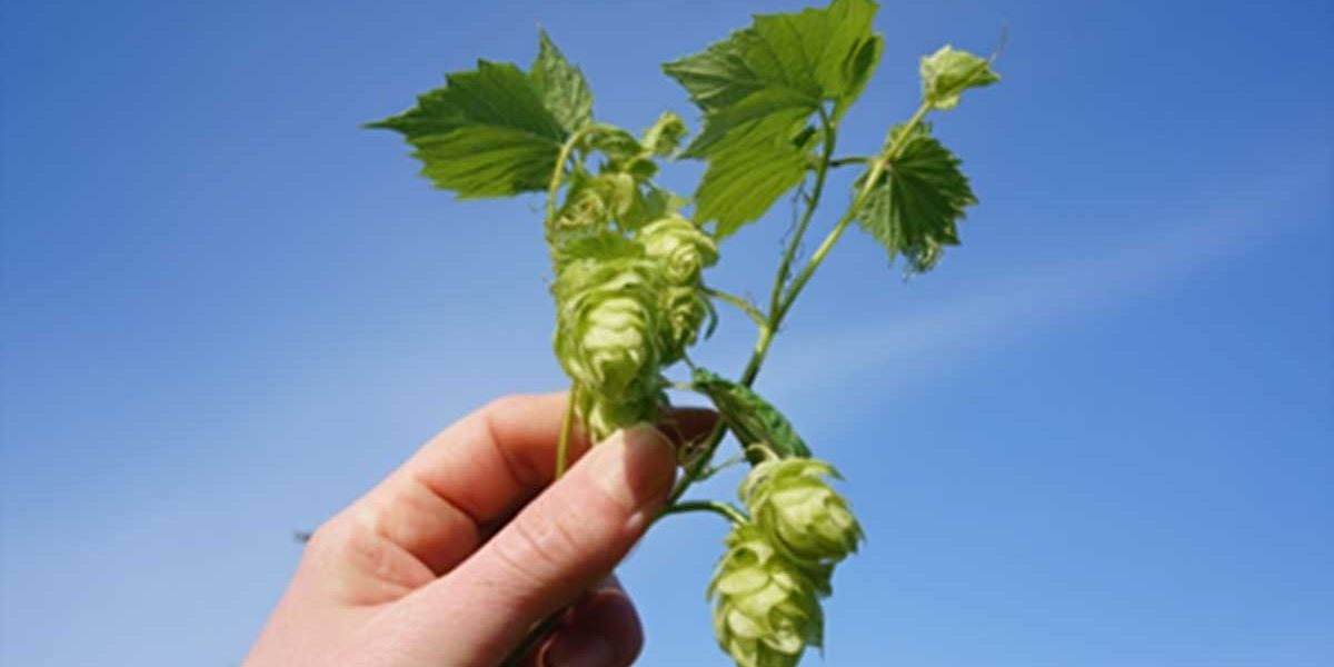 houblon sauvage