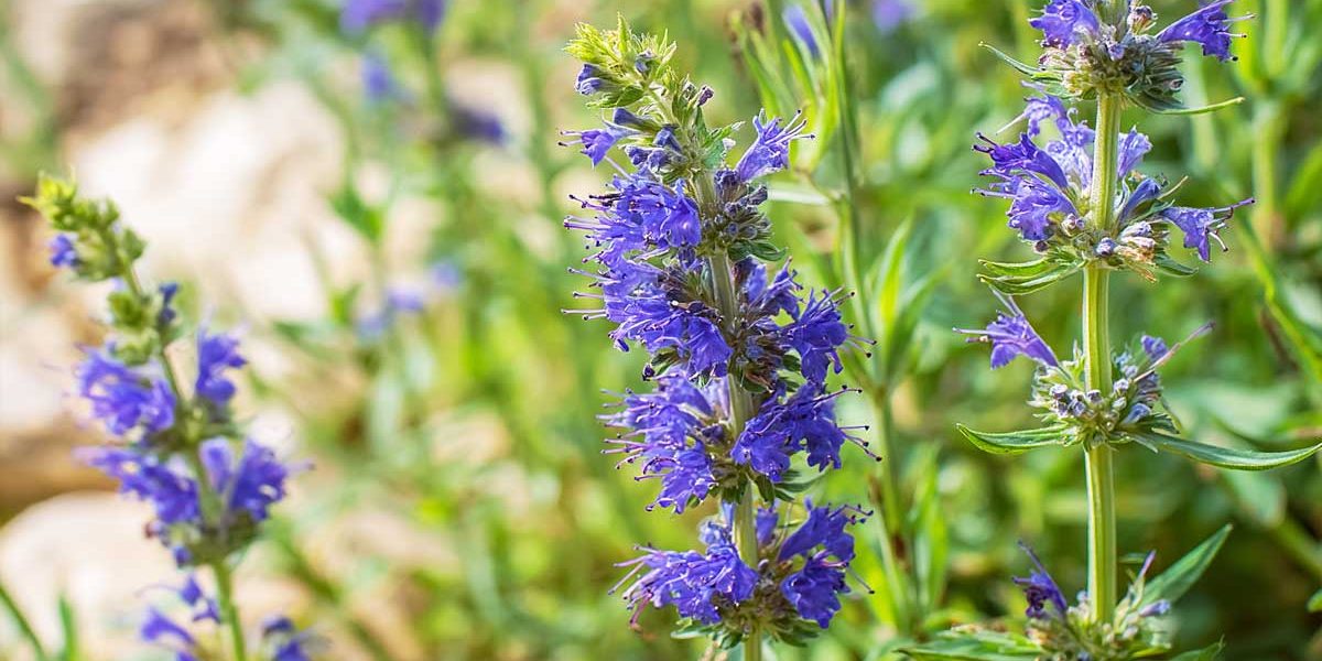 Une plante au parfum puissant, facile à multiplier maintenant pour des infusions maison tout l’hiver