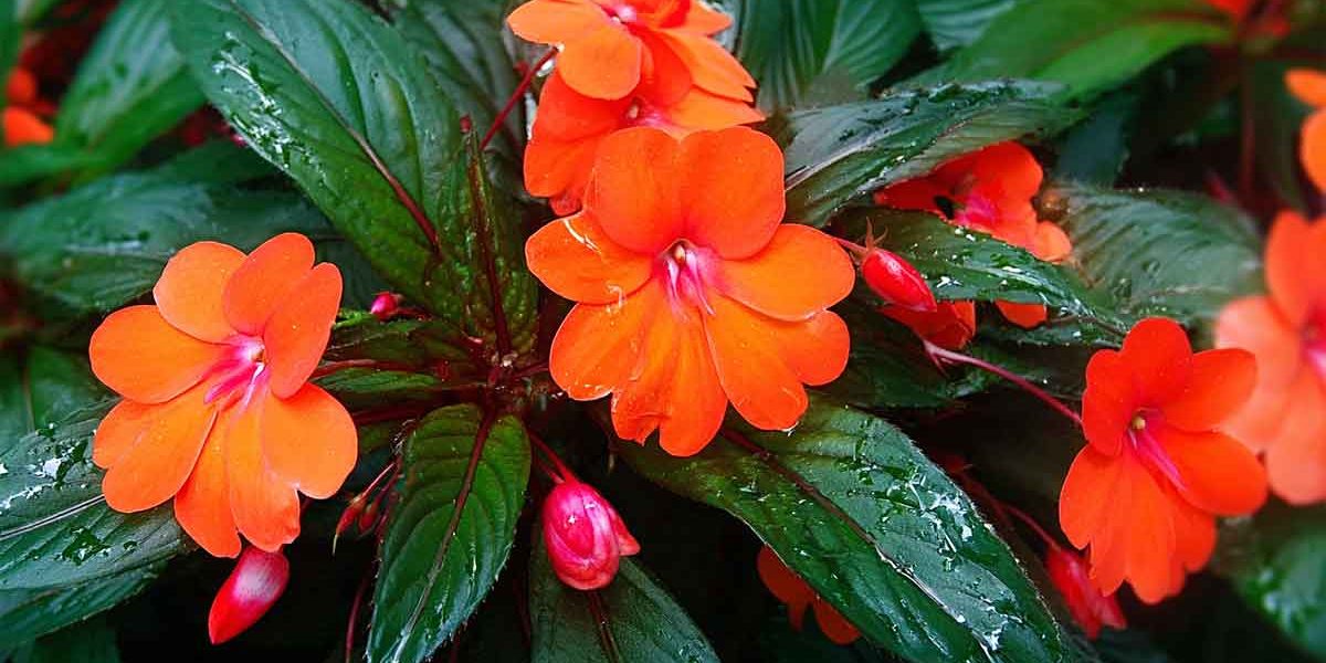 impatiens nouvelle guinee