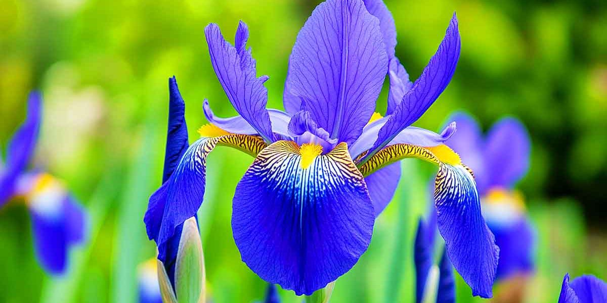 iris