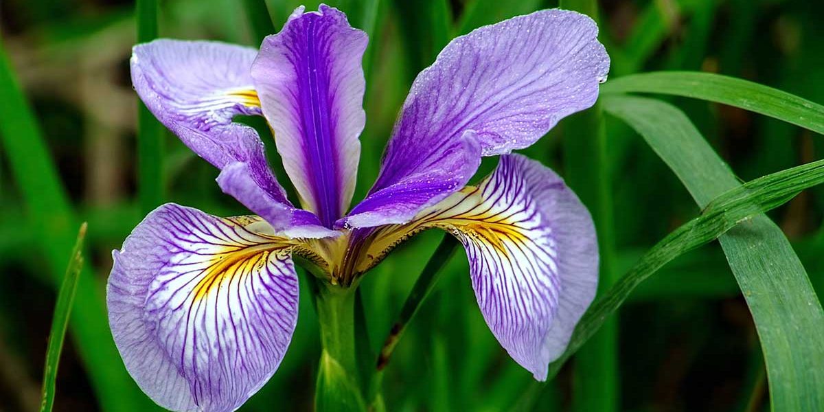 iris