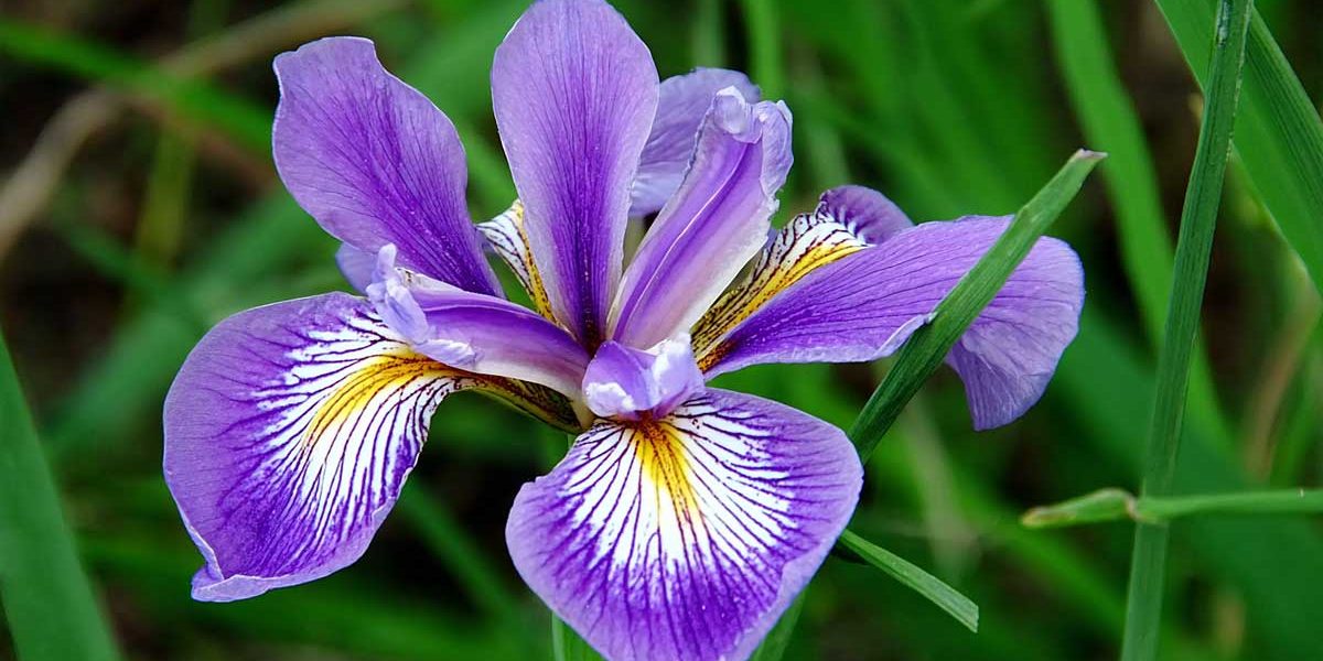 Je divise toujours mes iris en août : voici comment je fais pour avoir plus de fleurs au printemps