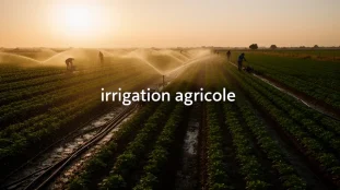 irrigation agricole au lever du soleil avec goutte a goutte et arroseurs