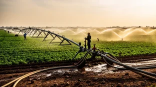 champ irrigue sous le soleil, rampes et agriculteurs ajustant l'eau