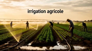 champ photo-réaliste irrigation agricole