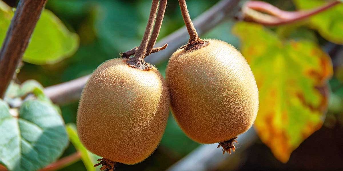 Mon secret pour multiplier mes kiwis sans rien acheter : une pierre, un coup de sécateur, et c’est parti