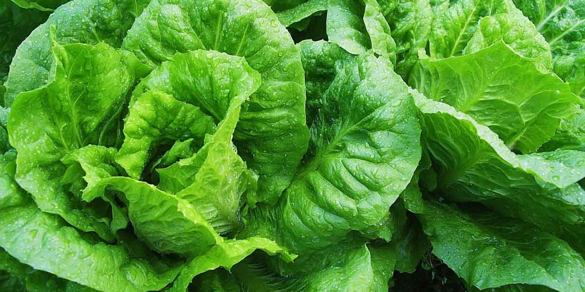 laitues