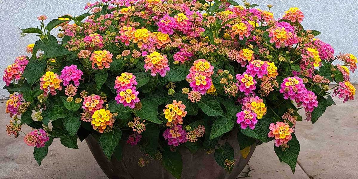 lantana
