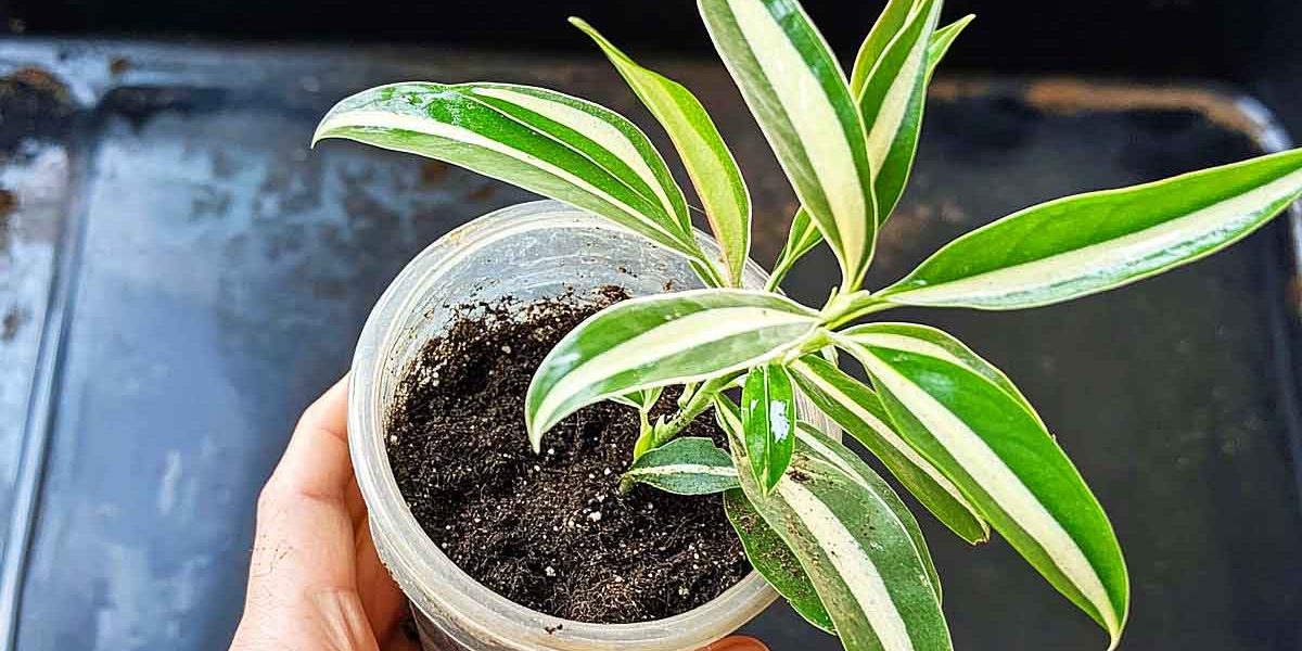 laurier rose bouture