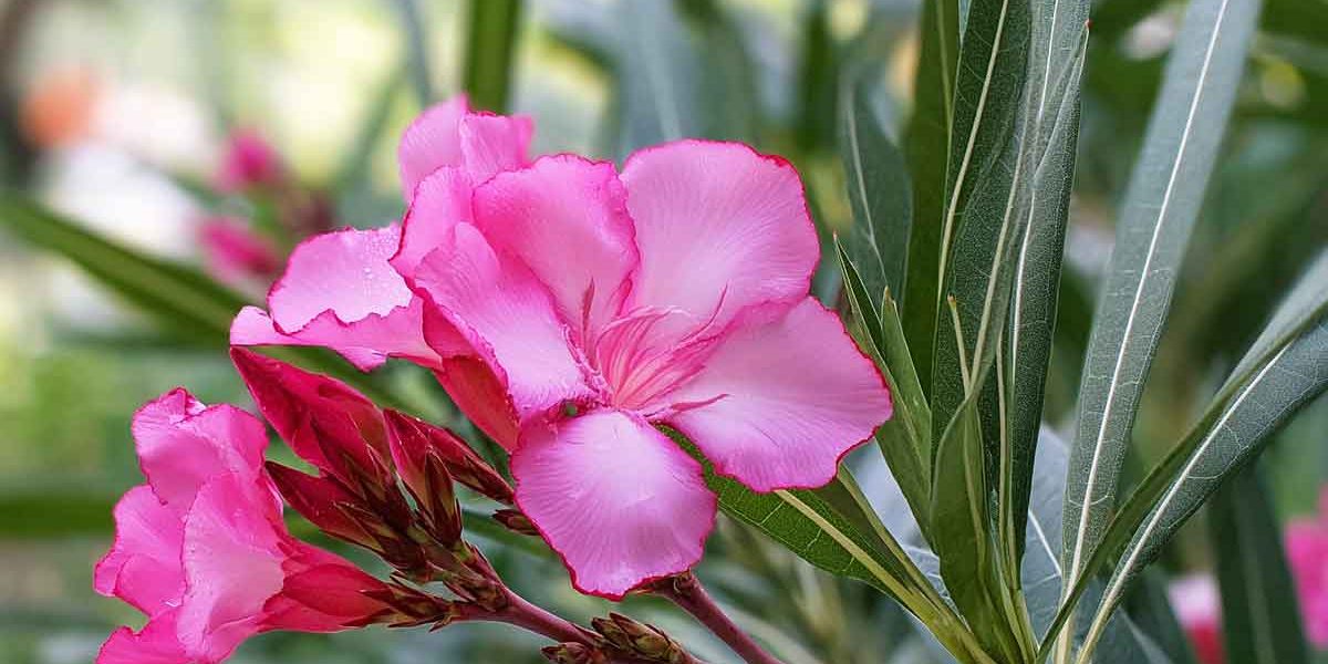 laurier rose mi ombre