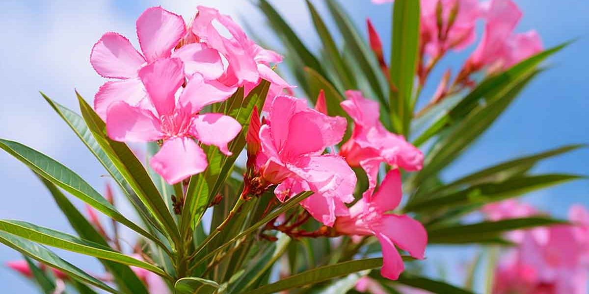 laurier rose en fleur