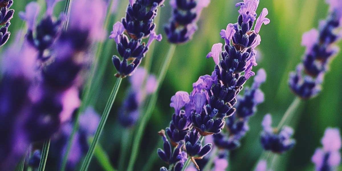 lavande