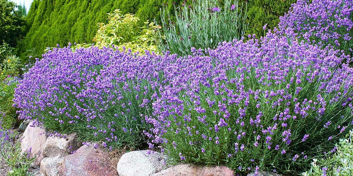 Le secret des lavandes qui restent belles plus de dix ans tient en un simple coup de sécateur en août