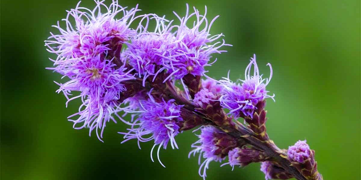 liatris