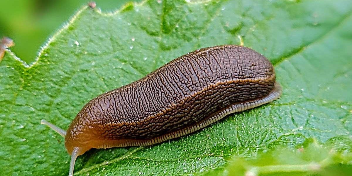 limace au jardin, solutions