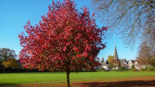 liquidambar