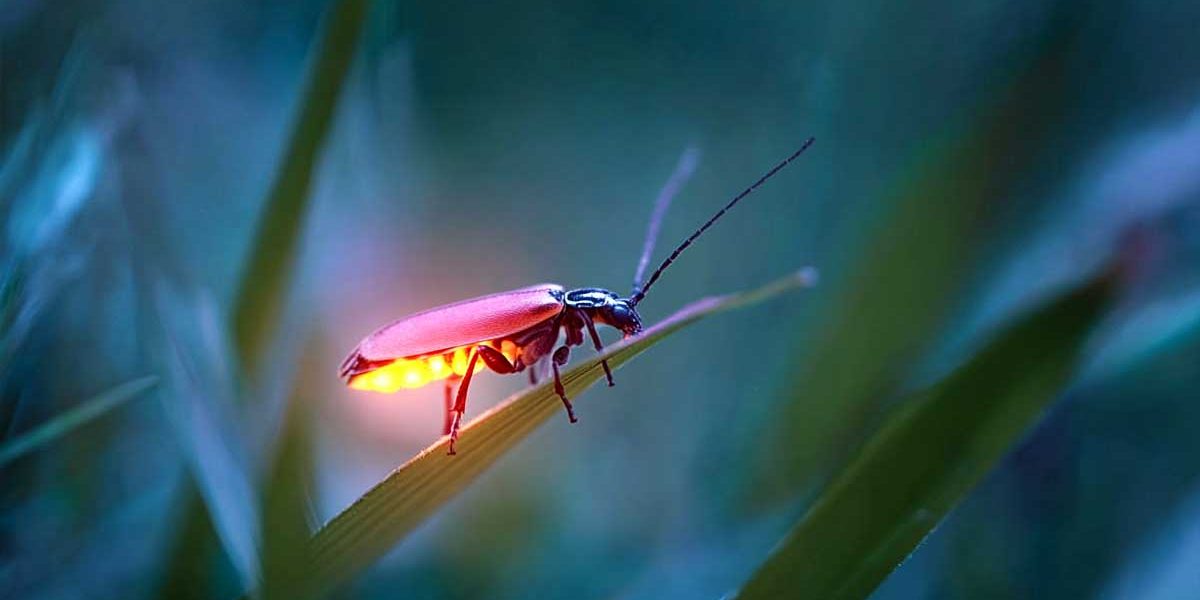 luciole