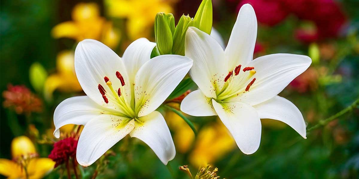 L’astuce de jardiniers malins pour des lys encore plus vigoureux l’an prochain