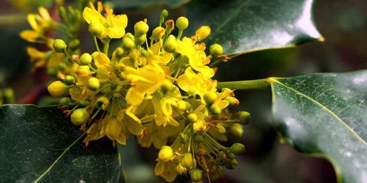 mahonia
