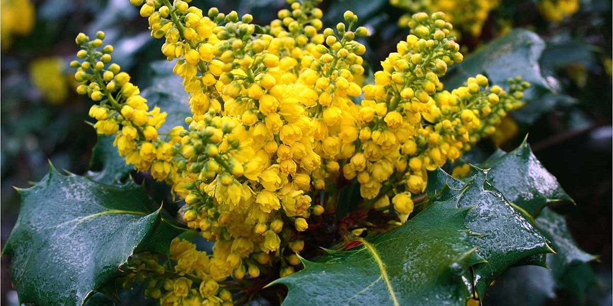 mahonia