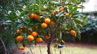 mandarinier japonais