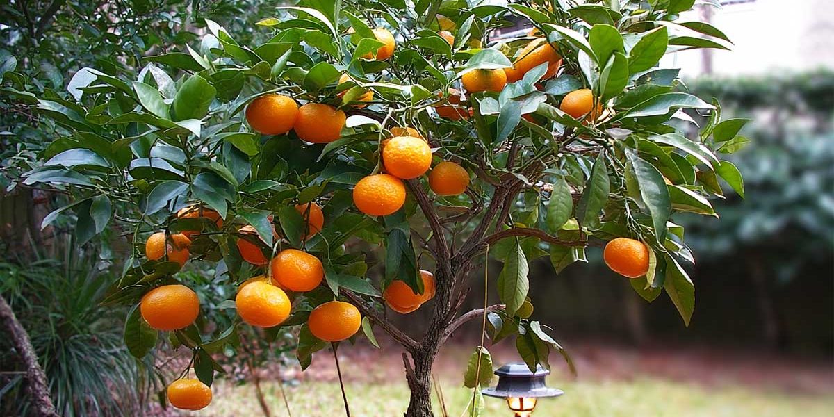 mandarinier japonais