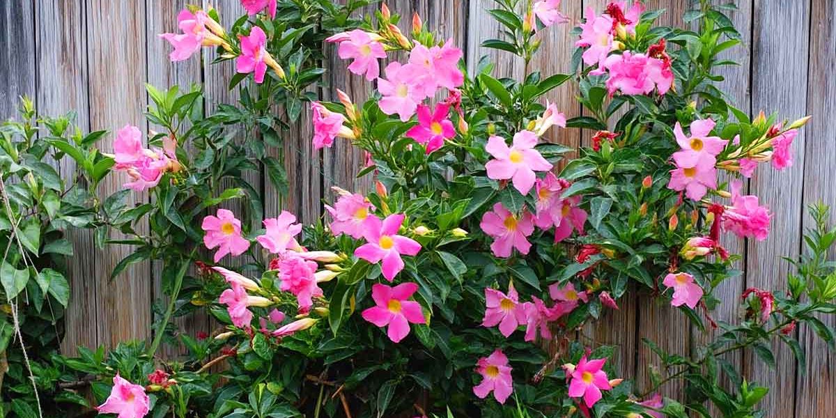 mandevilla
