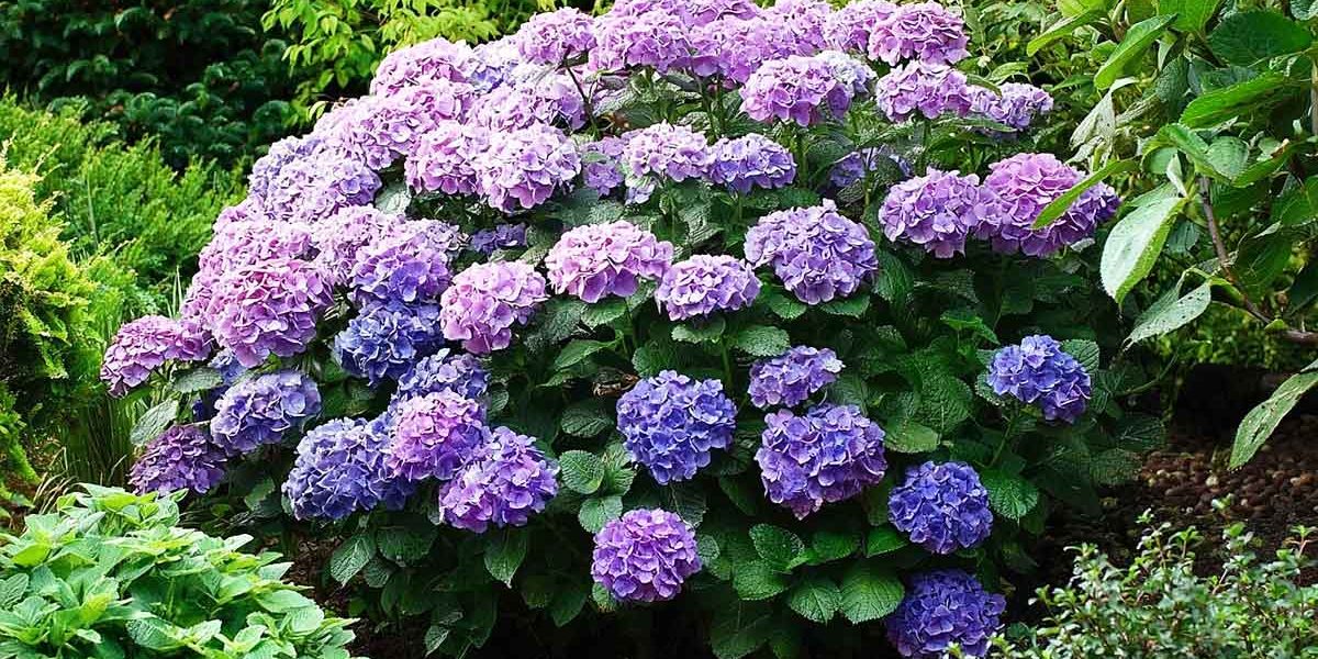 massif hortensia